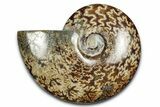 Polished Ammonite (Cleoniceras) Fossil - Madagascar #339257-1